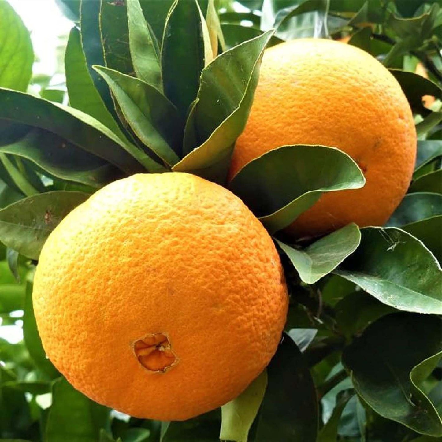 Graines de fruit d'orange douce Navel