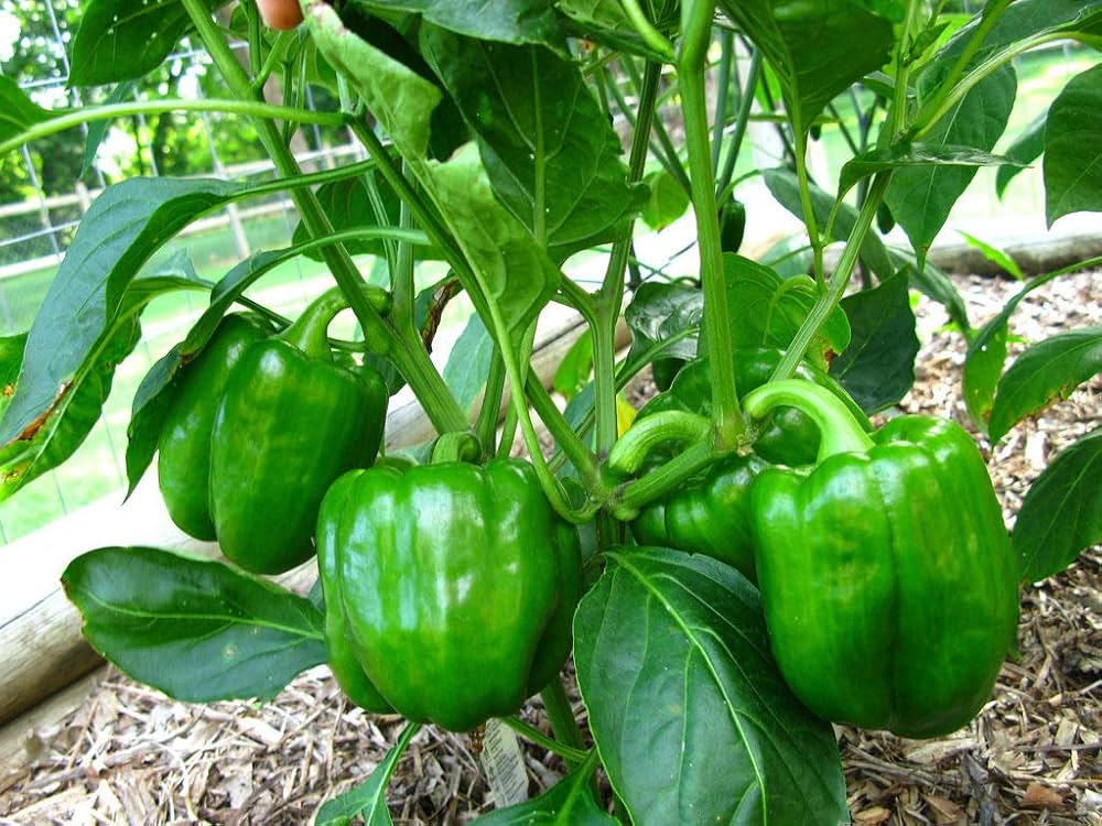 Paprika-Gemüsesamen
