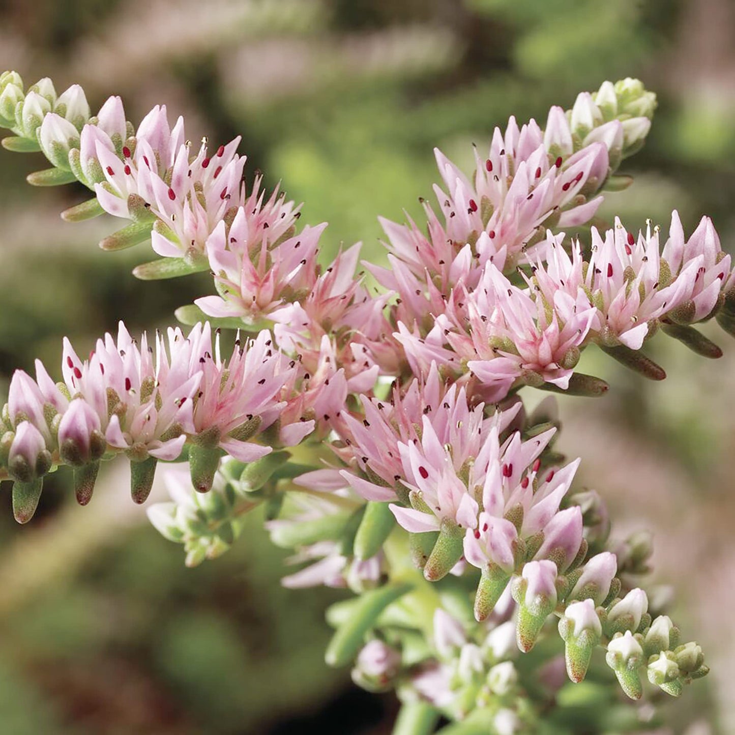 Graines de fleurs de Sedum Pulchellum