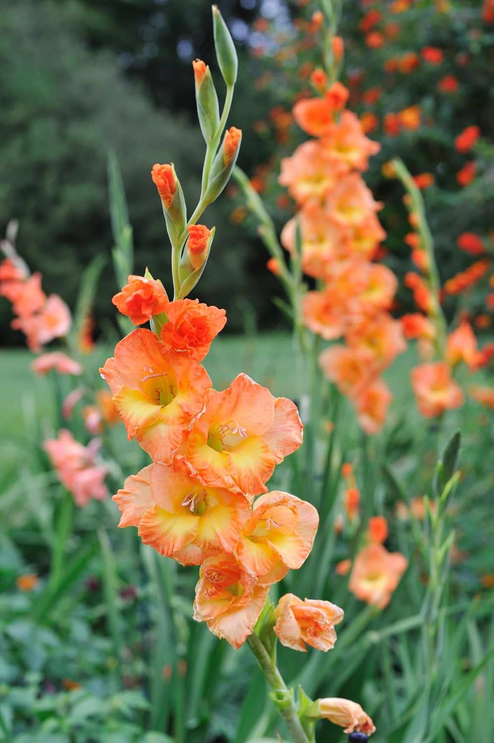 Yellow Orange Gladiolus Flower seeds for Planting - Wildflower Mix, Heirloom & GMO Free Seeds for Home Garden
Sale for planting in home garden