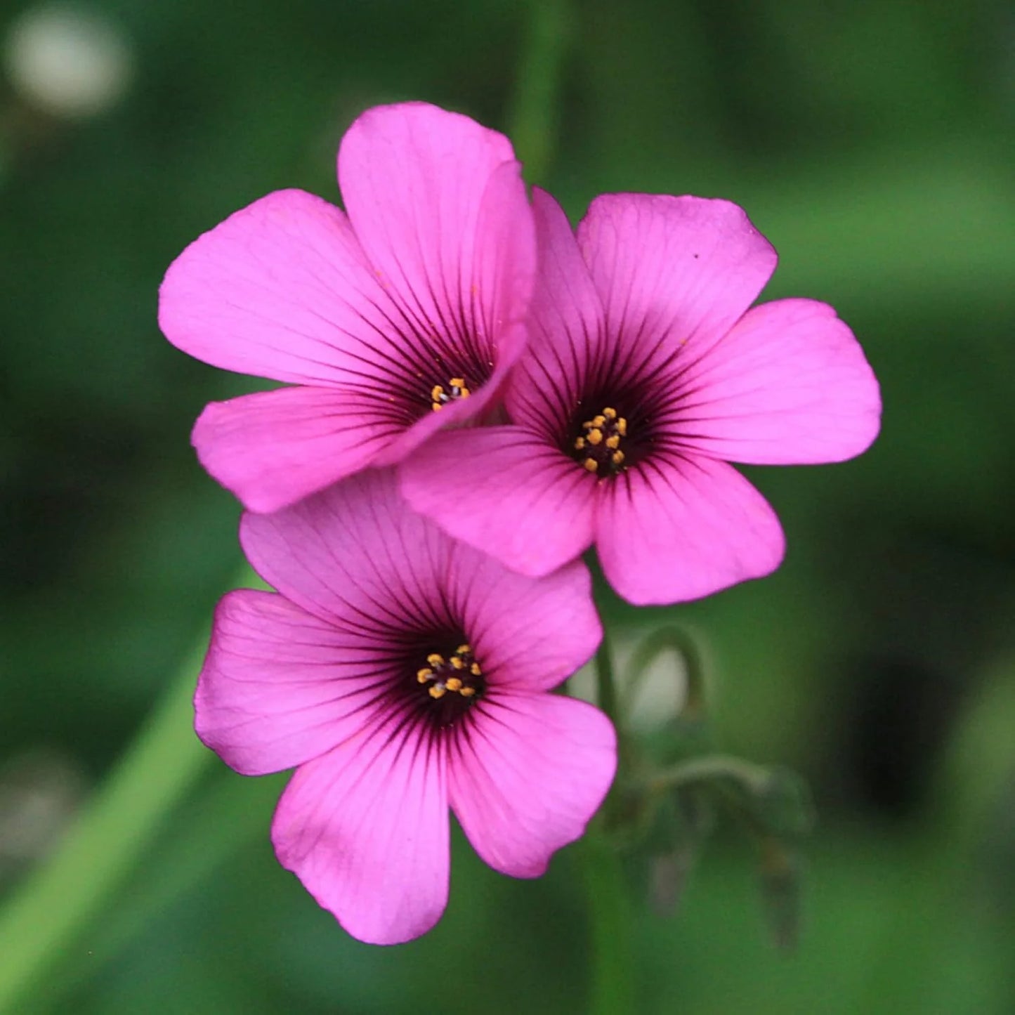 Pink Wood-Sorrel Flower Seeds