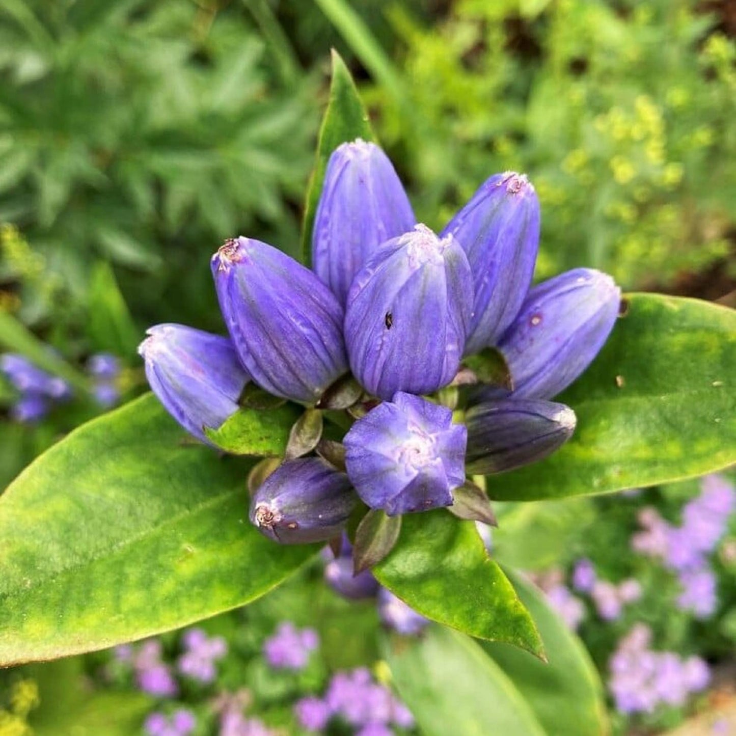 Bottle Gentian Flower Seeds