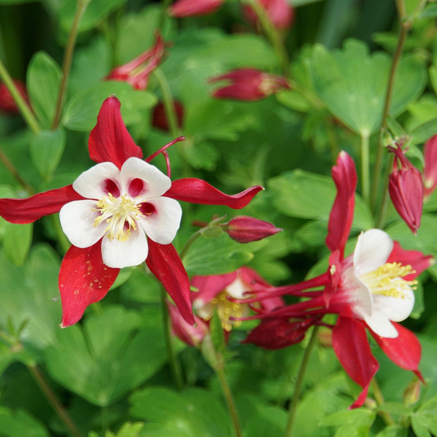 Columbine Aquilegia Flower Seeds