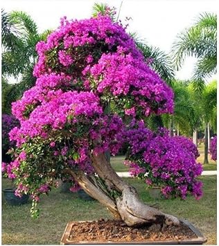 Bougainvillea Flower seeds for Planting Hardy Variety Heirloom & GMO Free Seeds for Home Garden