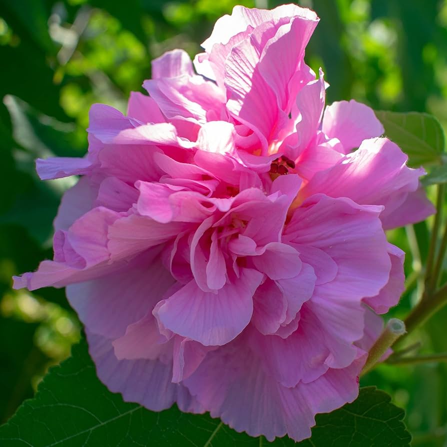 Pink Double Rose of Sharon Flower Seeds