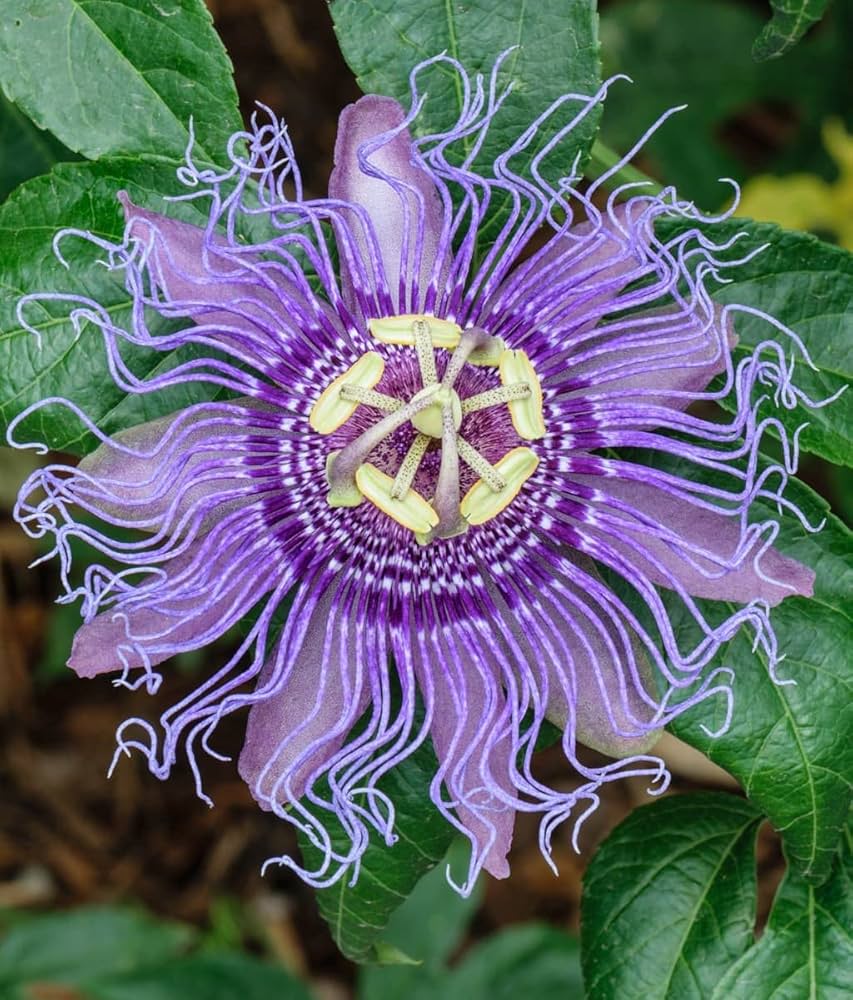 Passiflora Incarnata Flower Seeds