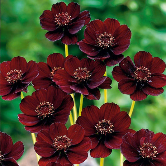 Chocolate Cosmos Flower Seeds for Planting – Heirloom, Non-GMO, Easy to Grow, Annual