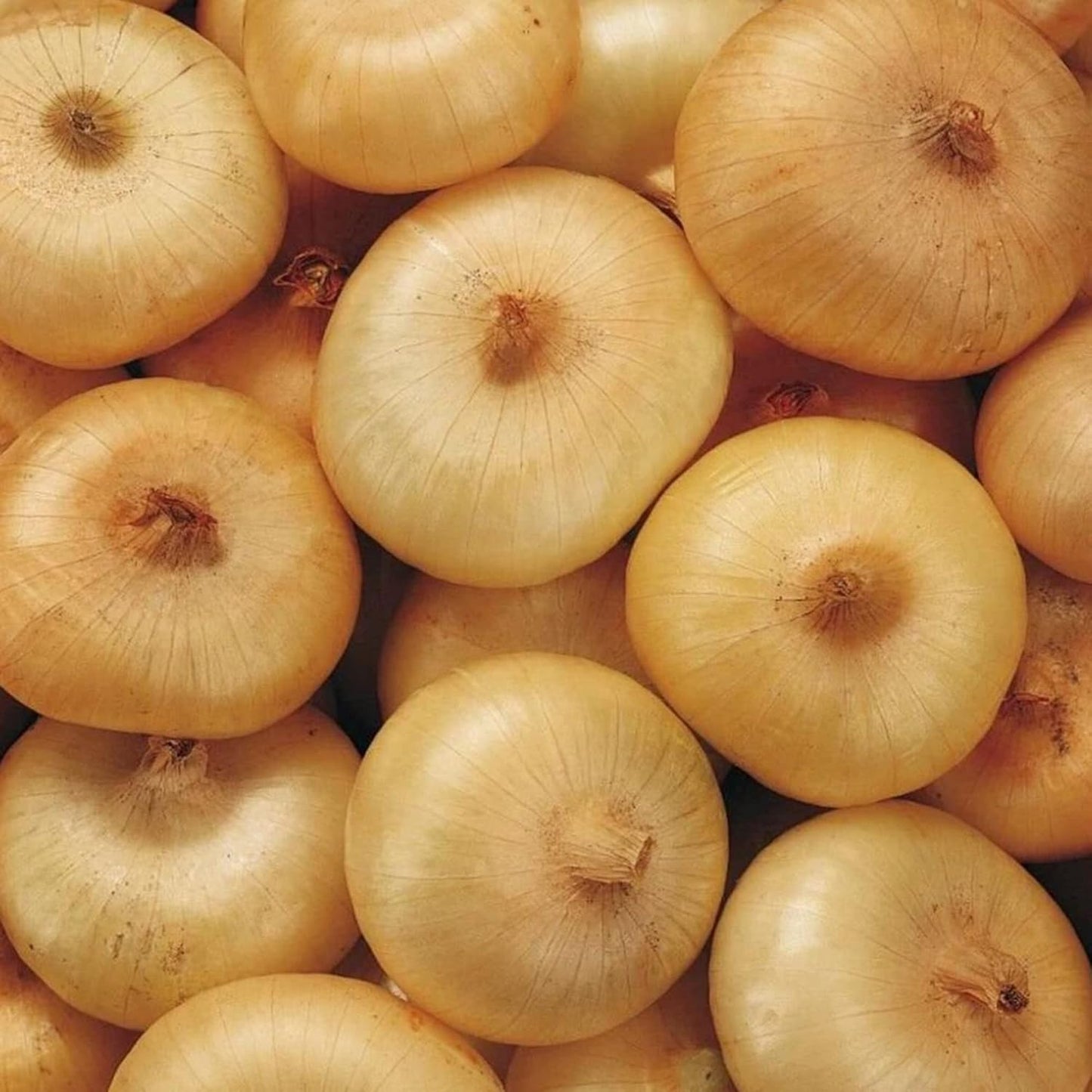Borettana Cipollini Onion Vegetable Seeds