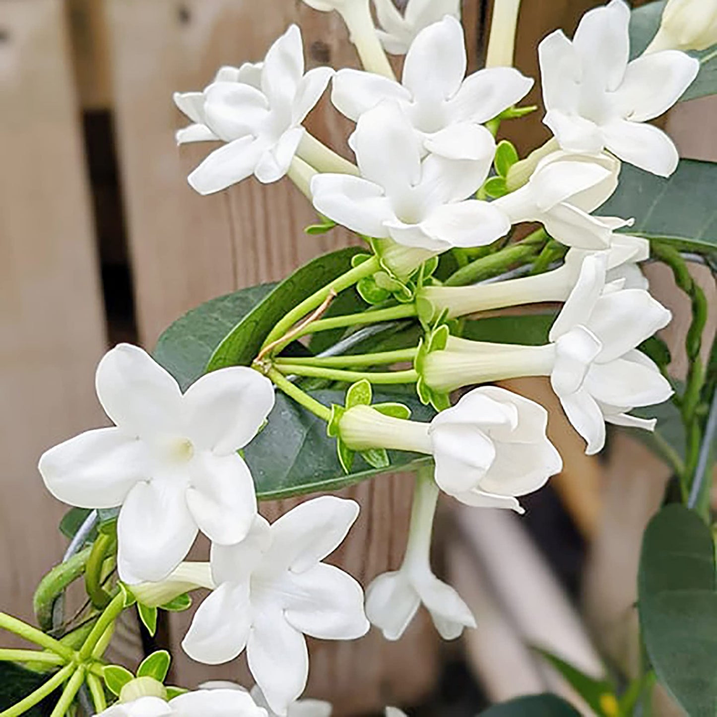 Madagascar Jasmine Flower Seeds