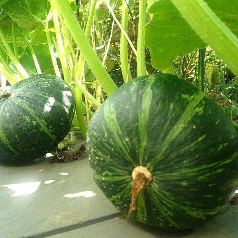 Semi di frutta di zucca verde giapponese