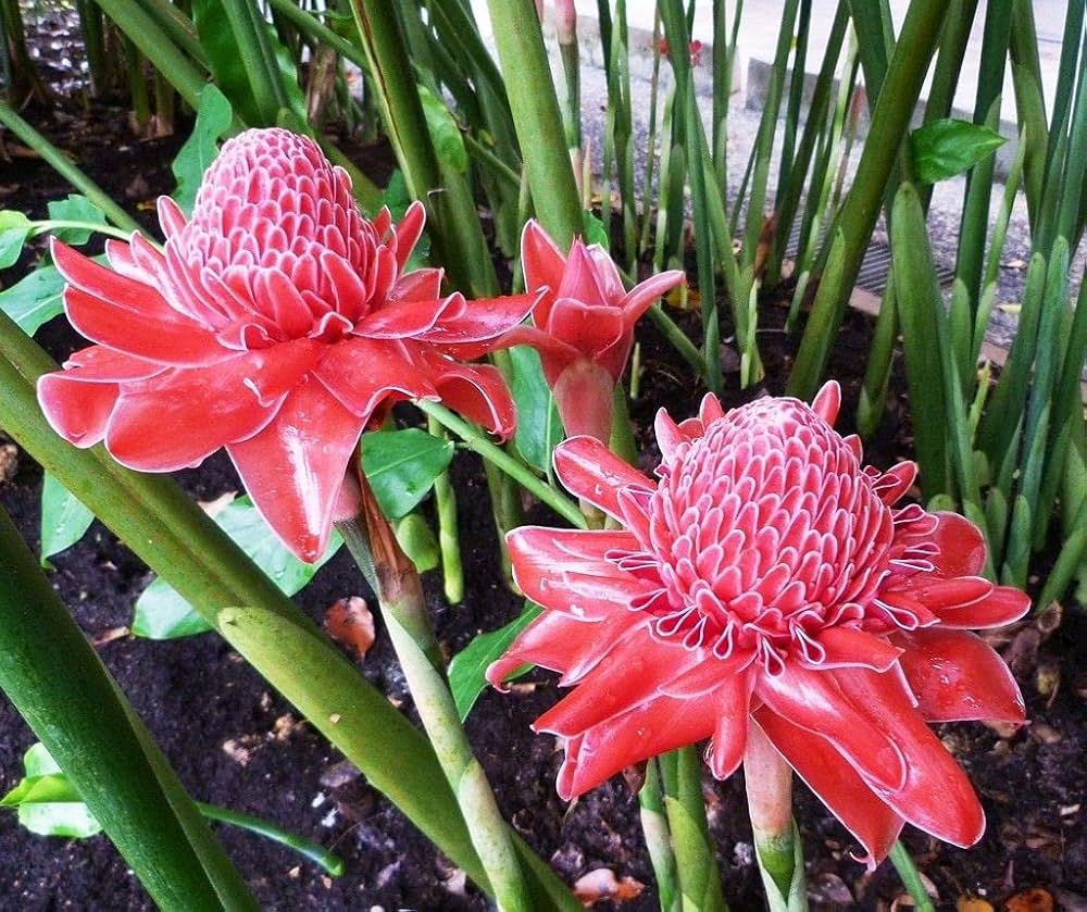 トーチジンジャーの花の種 植え付けに最適 ボーダー用 | 今すぐ購入