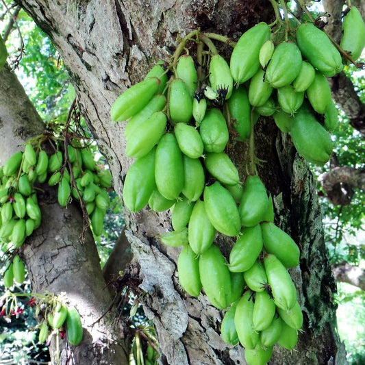 Averrhoa Bilimbi Cucumber Fruit Seeds – Heirloom, Non-GMO, Tropical, Fruit Production