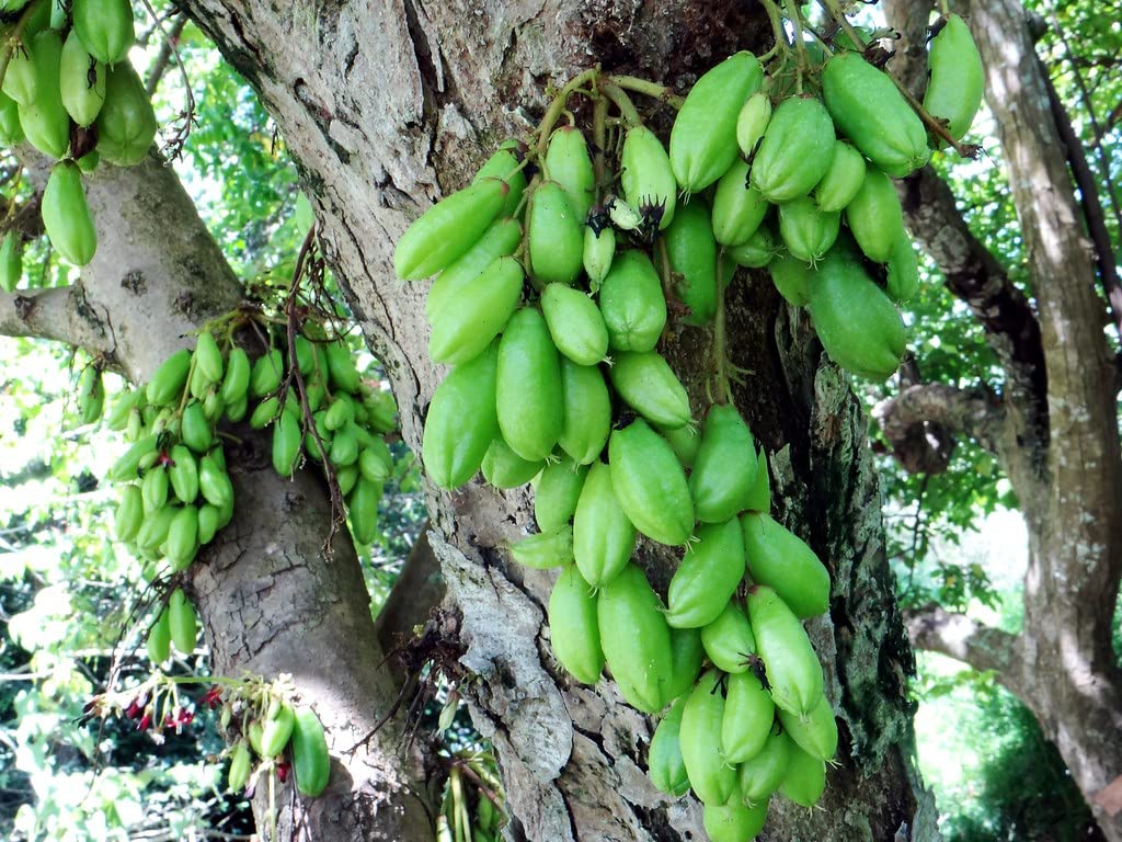 Averrhoa Bilimbi Cucumber Fruit Seeds