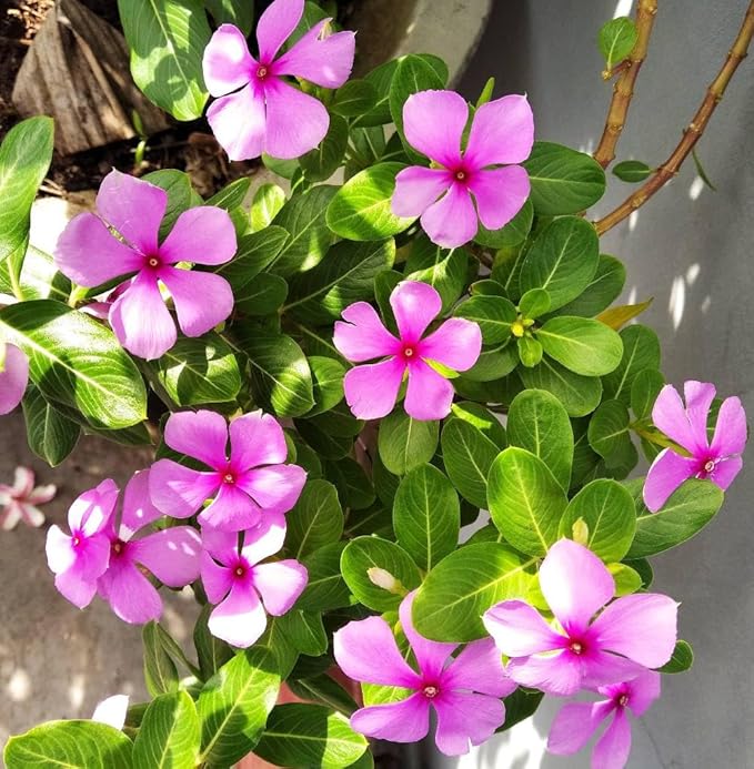 Vinca Flower seeds for Planting - Garden Favorite, Heirloom & GMO Free Seeds for Home Garden
Sale for planting in home garden