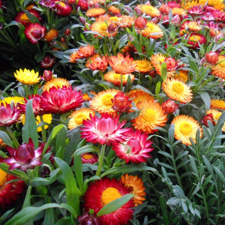 Paper Daisy Flower Seeds