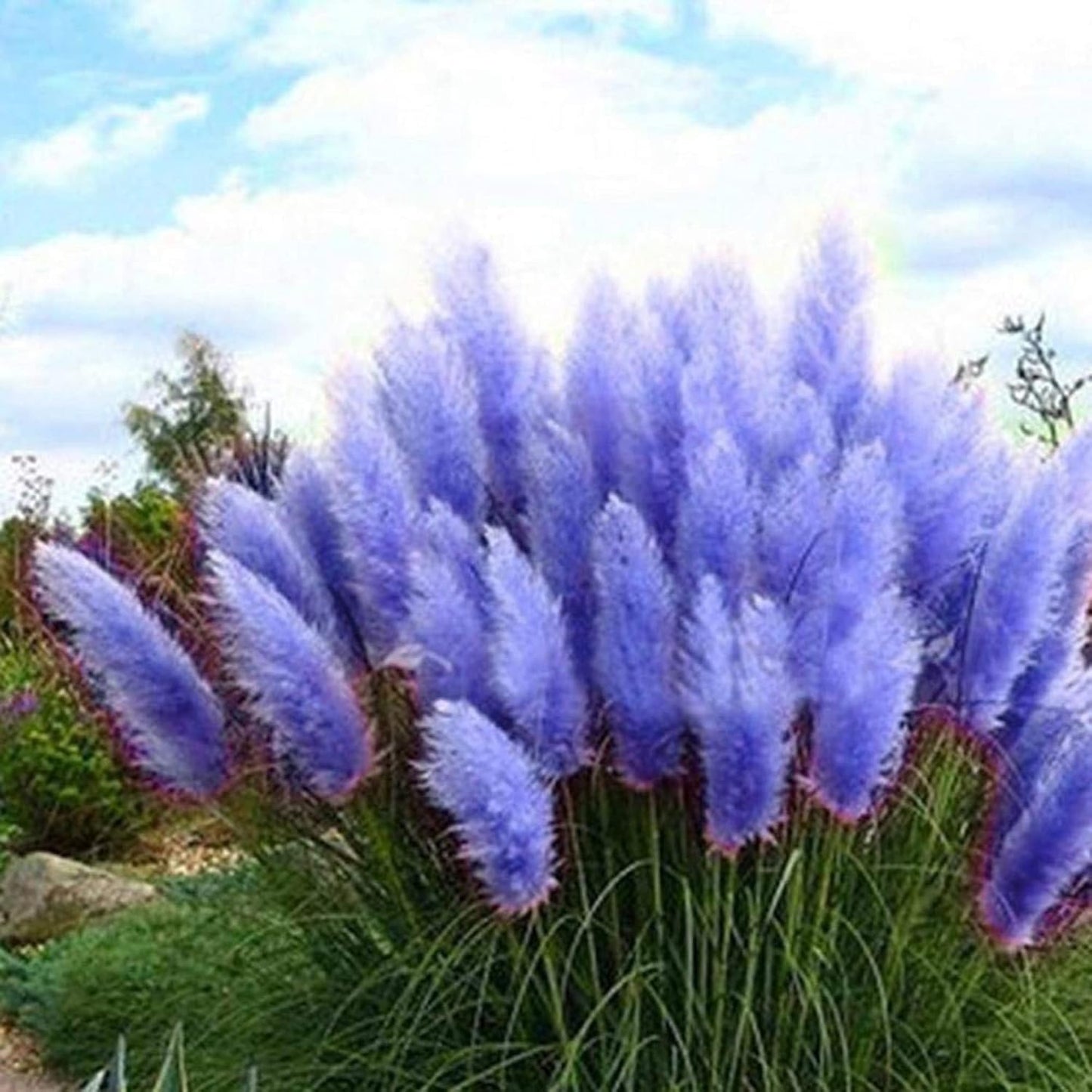 Blue Pampas Grass Herb Seeds