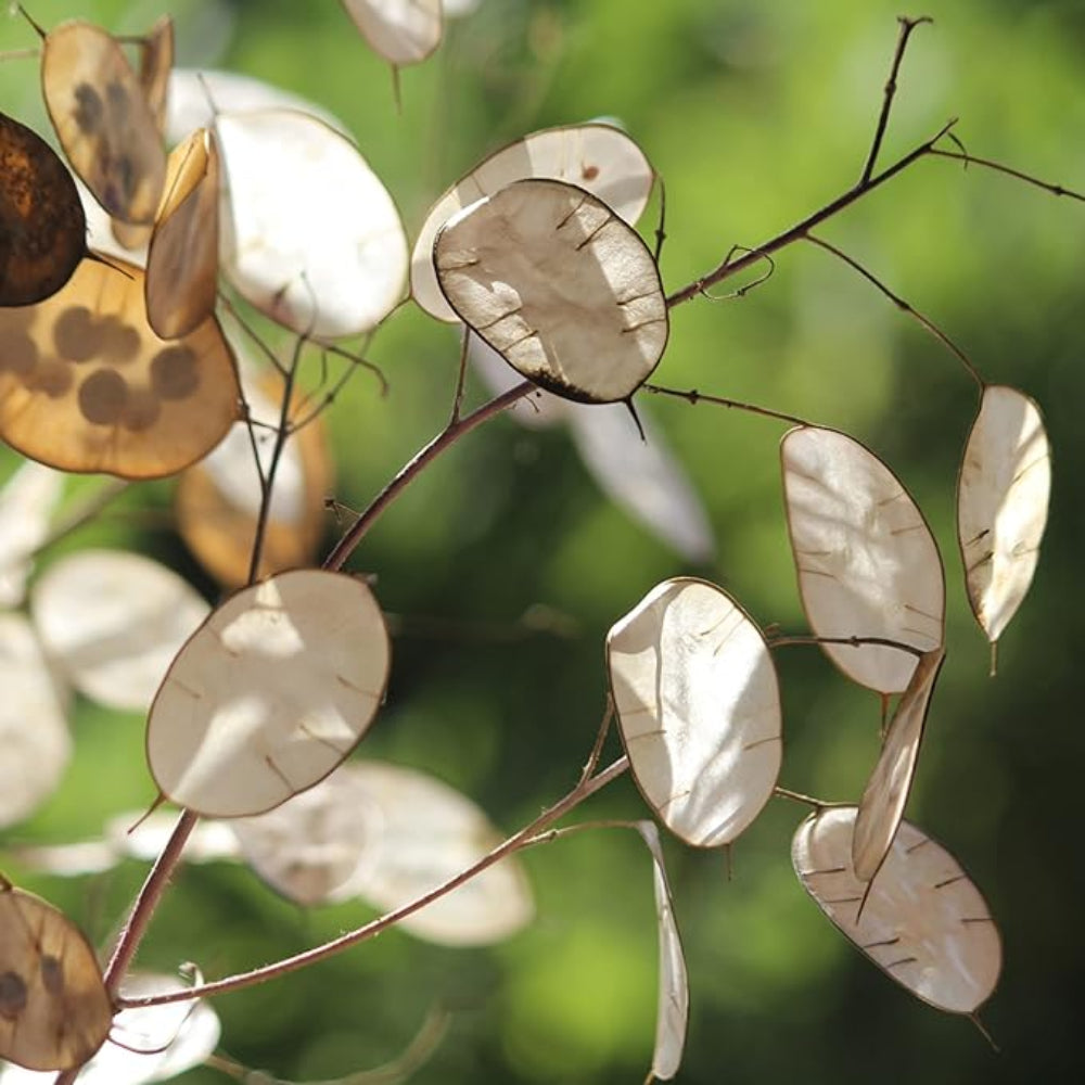 planting lunaria seeds Lunaria Flower Seeds for Planting – Heirloom, Non-GMO, Easy to Grow, P – Pure Asia Seeds