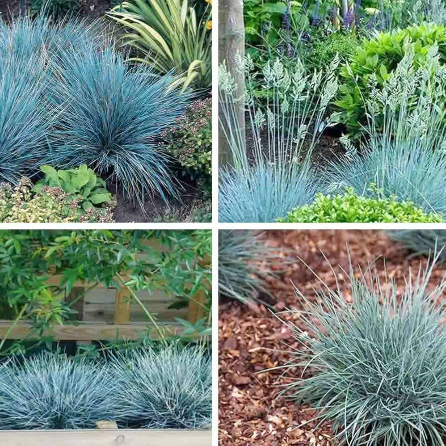 Semi di erba ornamentale Festuca azzurra