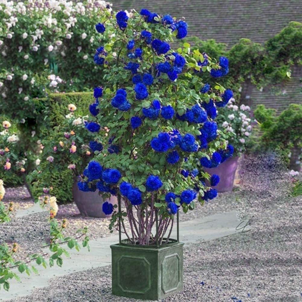 climber flower seeds Blue Climbing Rose Flower Seeds for Planting – Heirloom, Non-GMO, Easy – Pure Asia Seeds