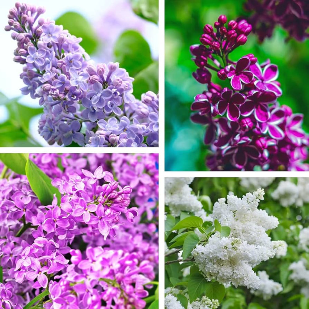 Semillas de flores lilas mixtas
