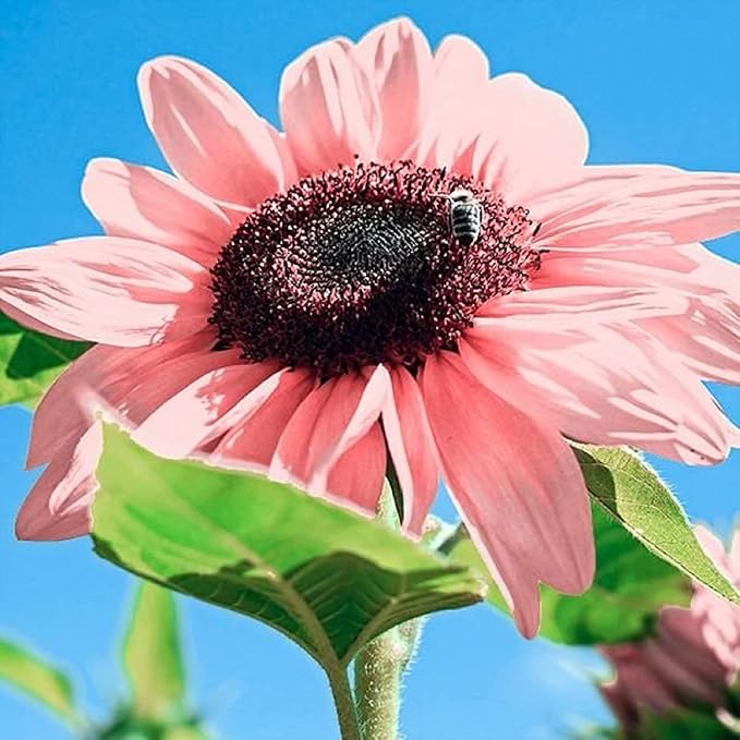 Sunflower Flower seeds for Planting - Seasonal Bloomer, Heirloom & GMO Free Seeds for Home Garden
Sale for planting in home garden
