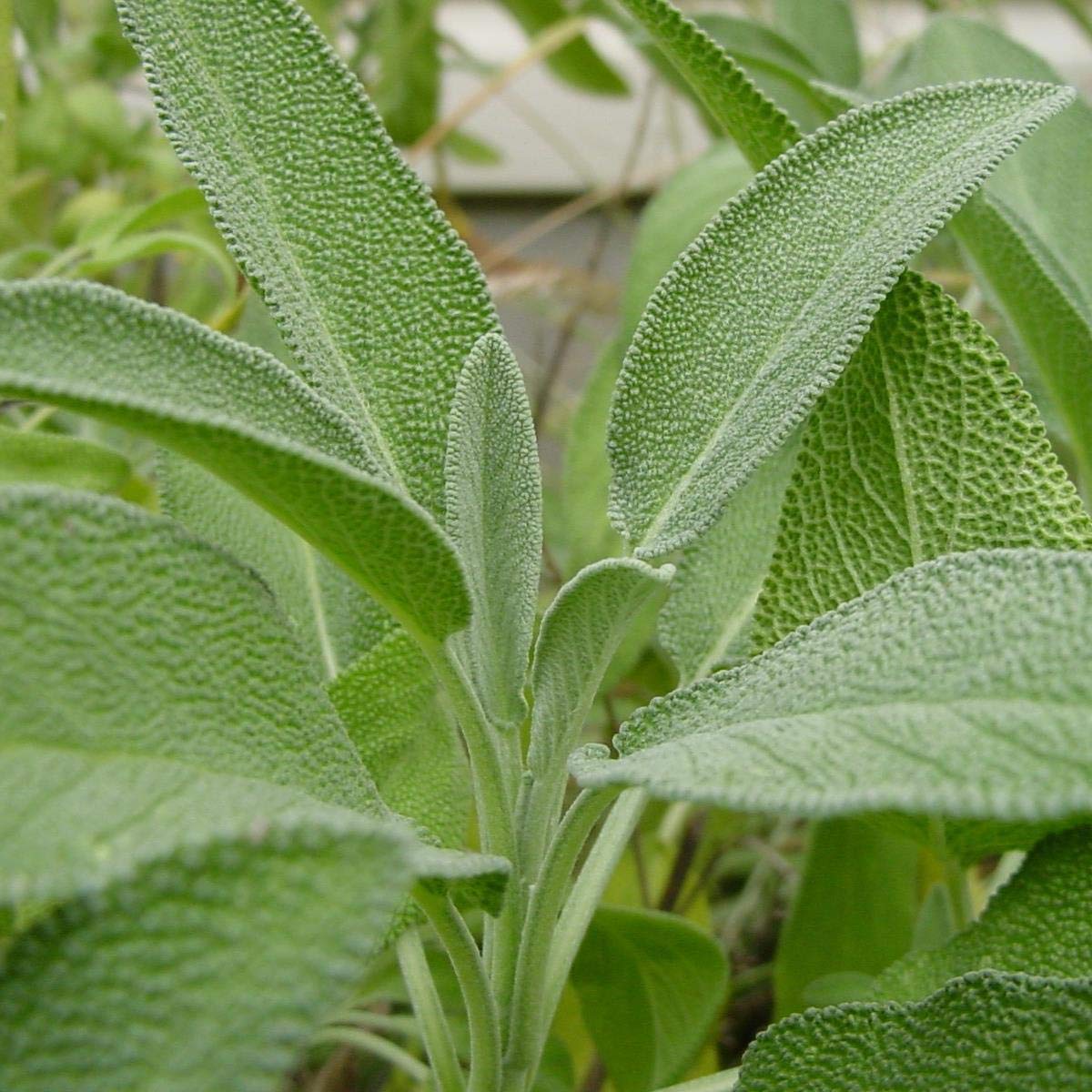 Sage Herb Seeds