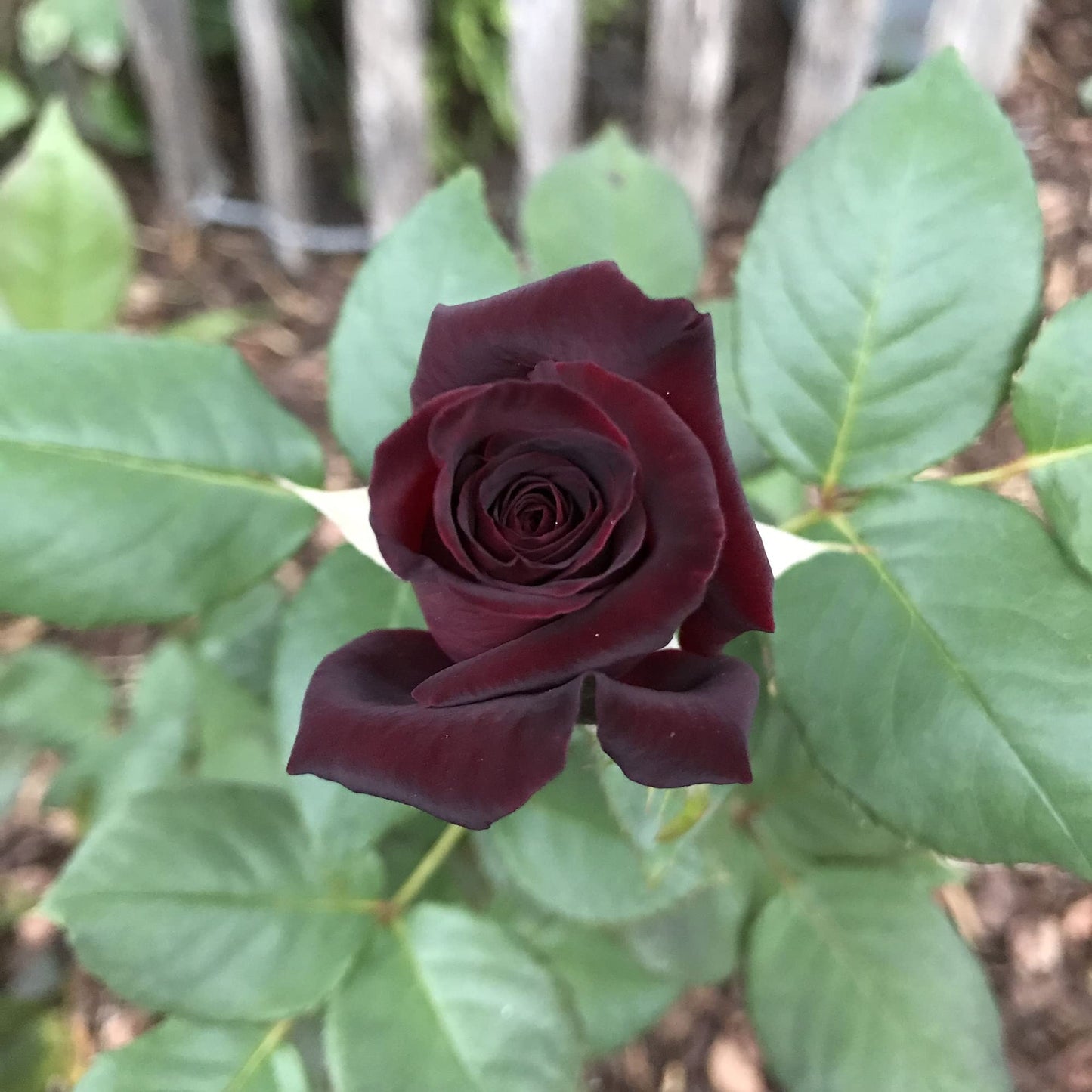 Black Baccara Rose Flower Seeds