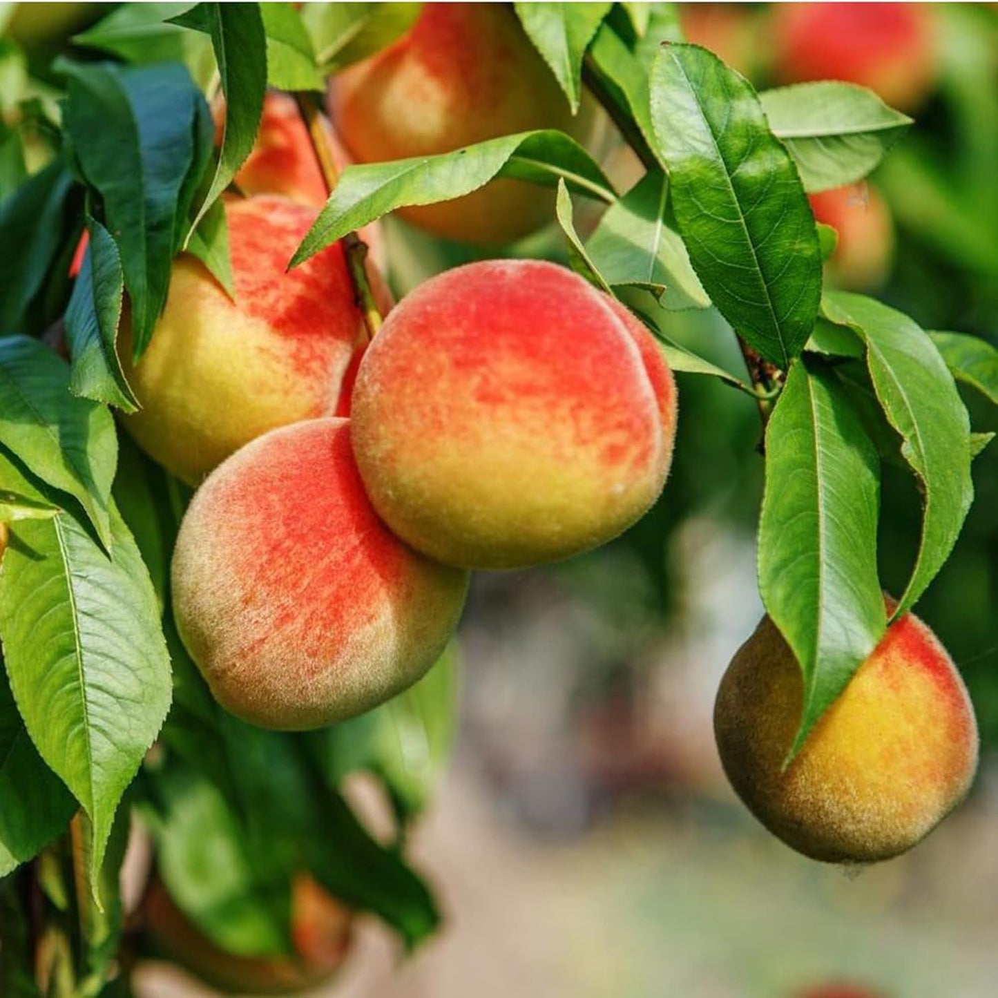 Graines de fruit pêche Bonanza