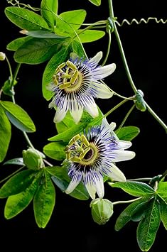 Passiflora Flower seeds for Planting Premium Quality Heirloom & GMO Free Seeds for Home Garden
Sale for planting in home garden
