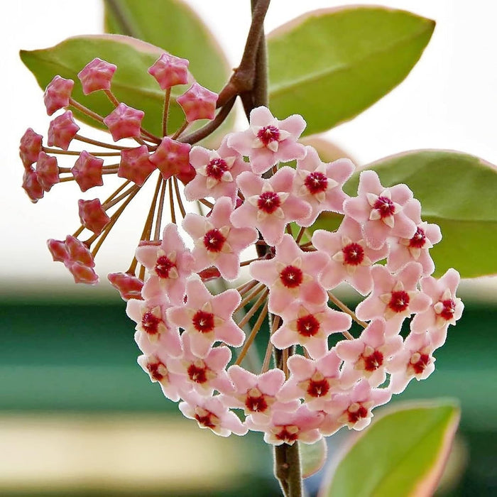 flower seeds for sale online Hoya Flower seeds for Planting - Hardy Variety, He