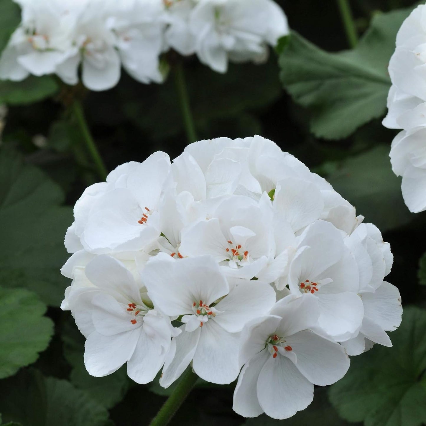 Semillas de flores de geranio blanco