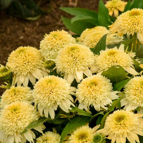 Graines de fleurs jaunes Echinacea Meteor