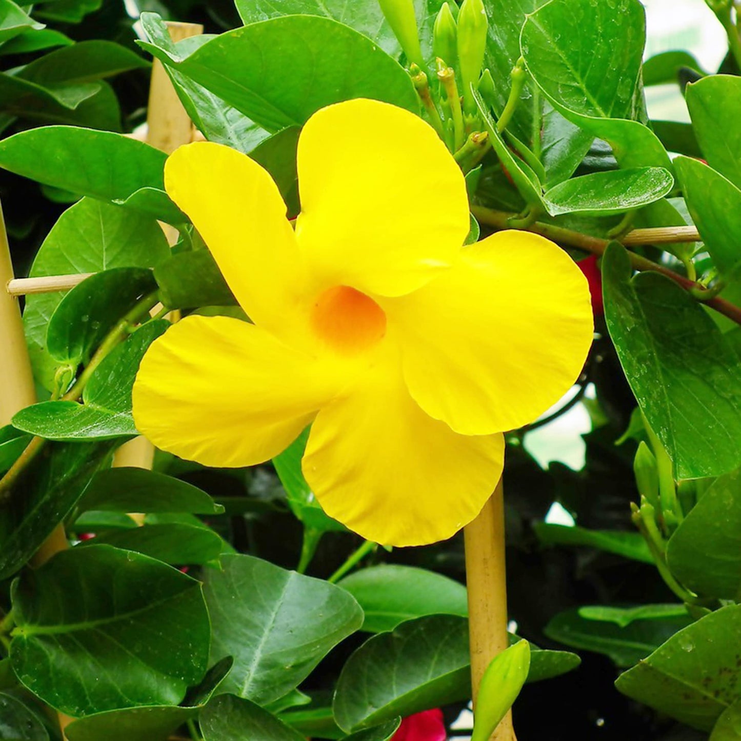 Gelbe Mandevilla Sanderi Blumensamen