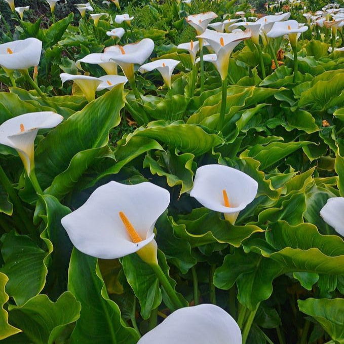 Calla Flower seeds for Planting Drought Tolerant Heirloom & GMO Free Seeds for Home Garden
Sale seeds for home garden planting