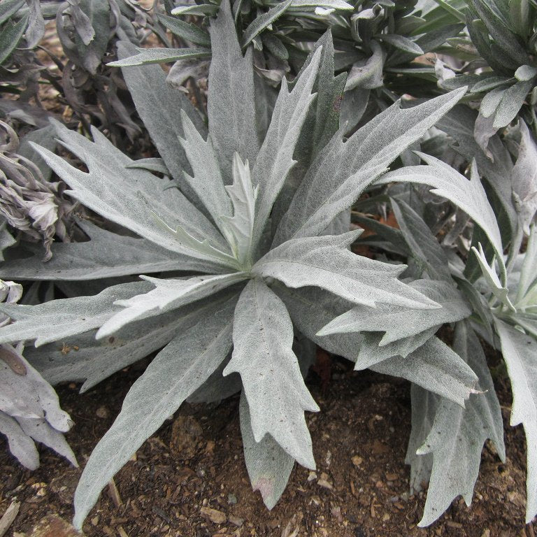 Semi di Erba Salvia Argentea