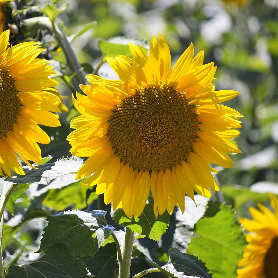 Russian Mammoth Sun flower Seeds