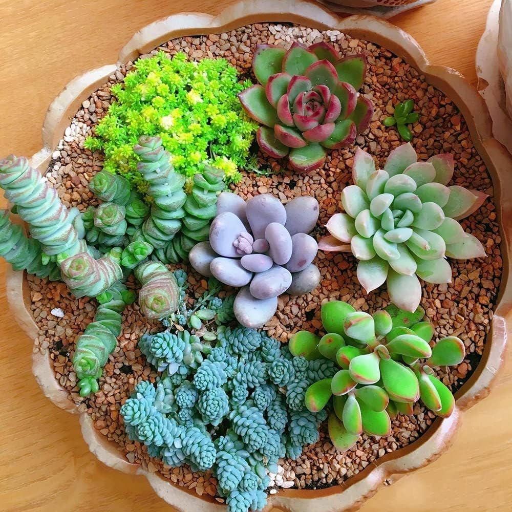 mixed succulents in pot Mixed Succulent Flower Seeds for Planting – Heirloom, Non-GMO, Easy to – Pure Asia Seeds