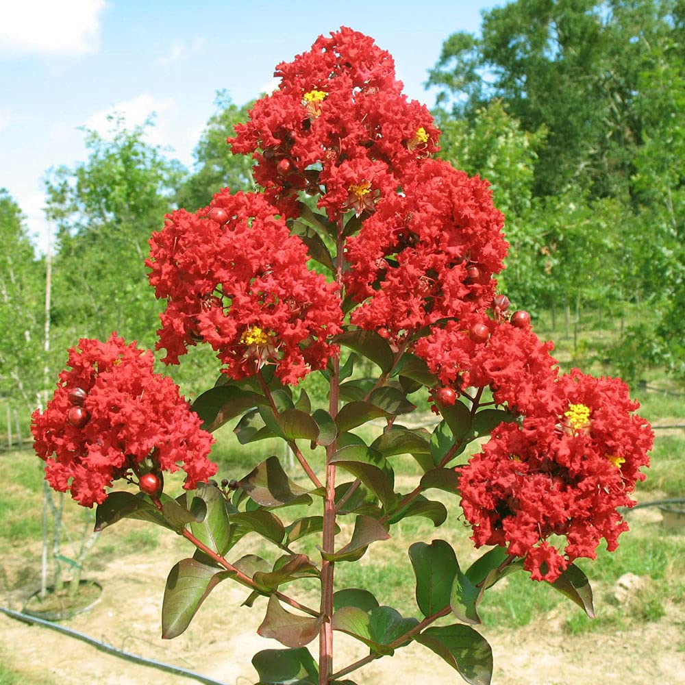 Red Crape Myrtle Flower Seeds