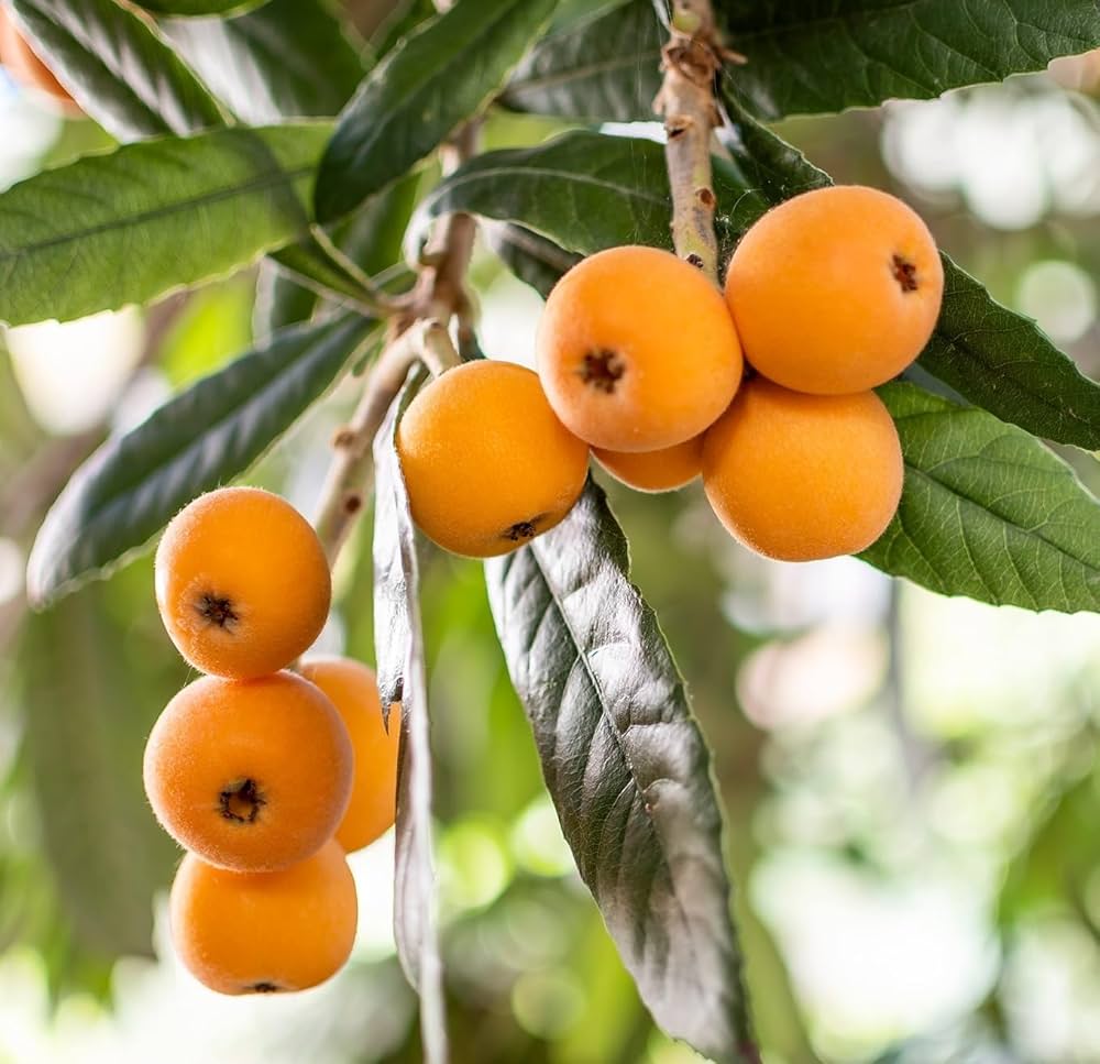 Loquat Fruit Seeds