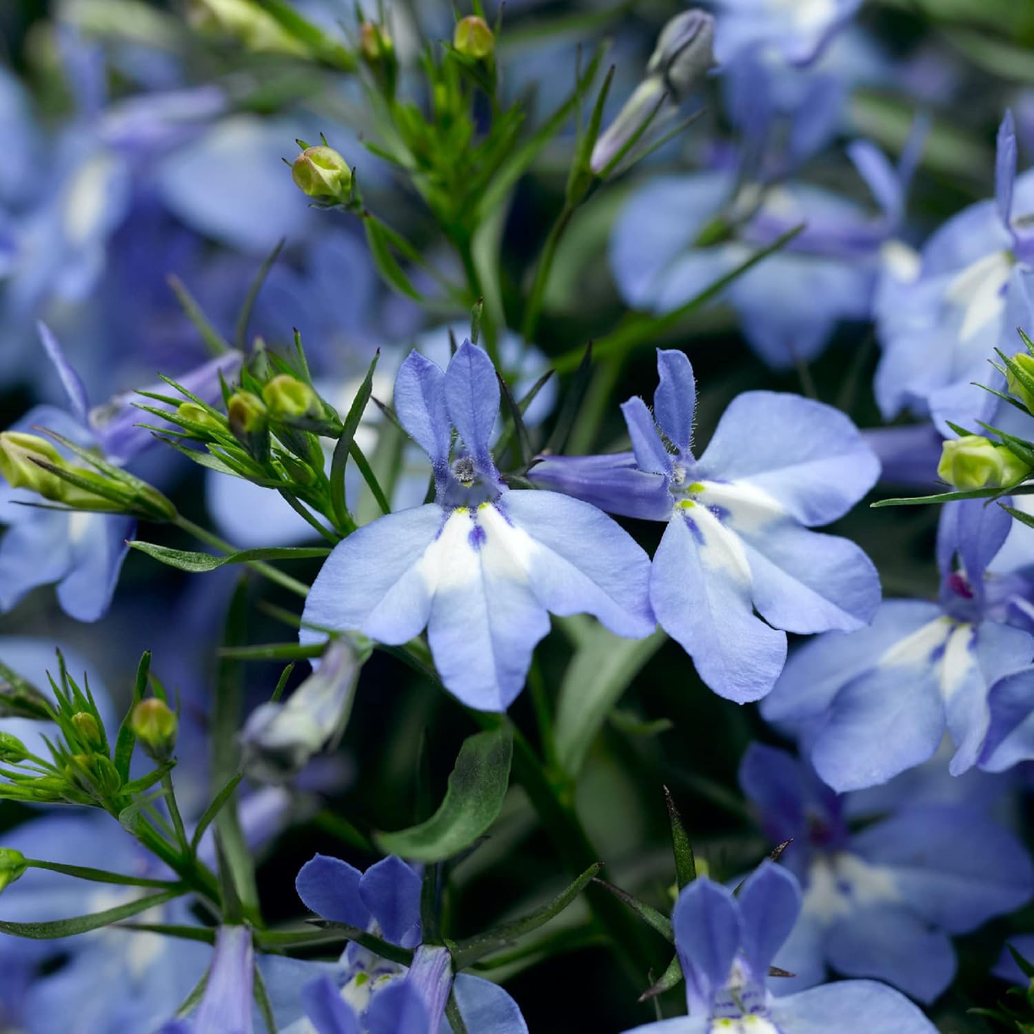 lobelia flower seeds Sky Blue Lobelia Erinus Flower Seeds for Planting – Heirloom, Non-GMO, – Pure Asia Seeds