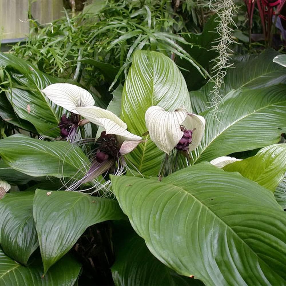 Weiße Fledermausblume Tacca Integrifolia Blumensamen