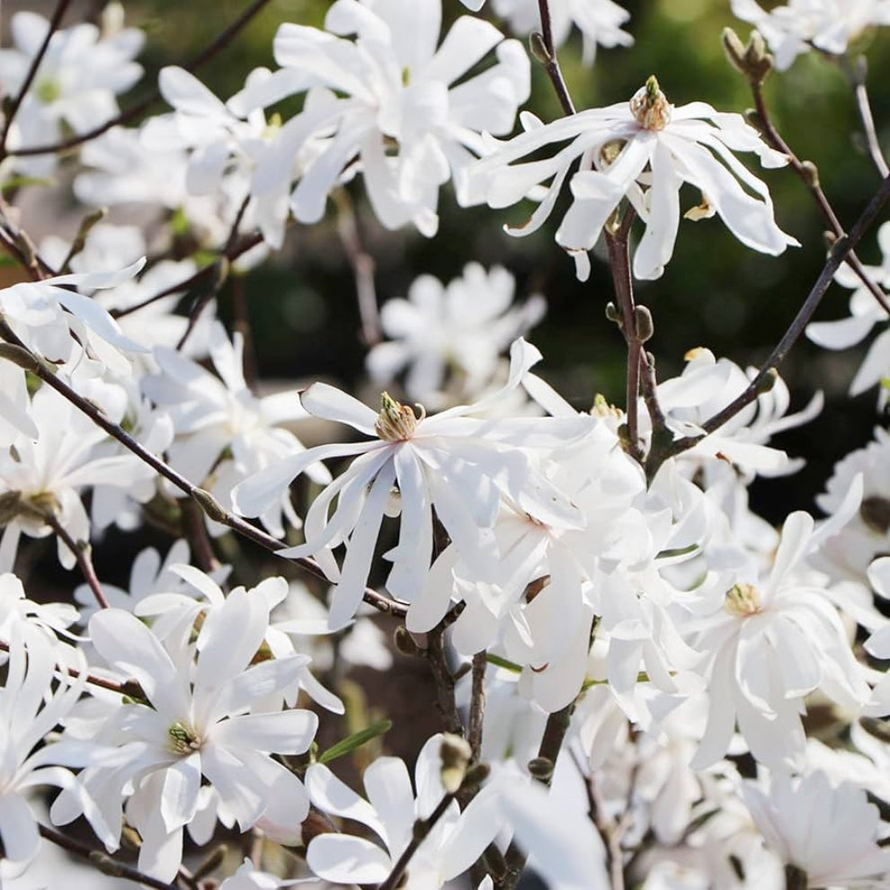 Star Magnolia Flower Seeds
