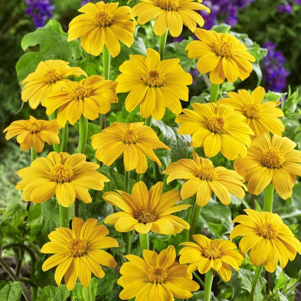 Yellow Mexican Sunflower Seeds