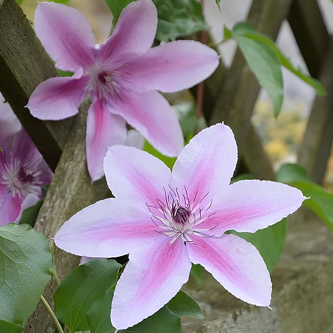 Clematis Flower seeds for Planting - Easy to Grow, Heirloom & GMO Free Seeds for Home Garden
Sale for planting in home garden