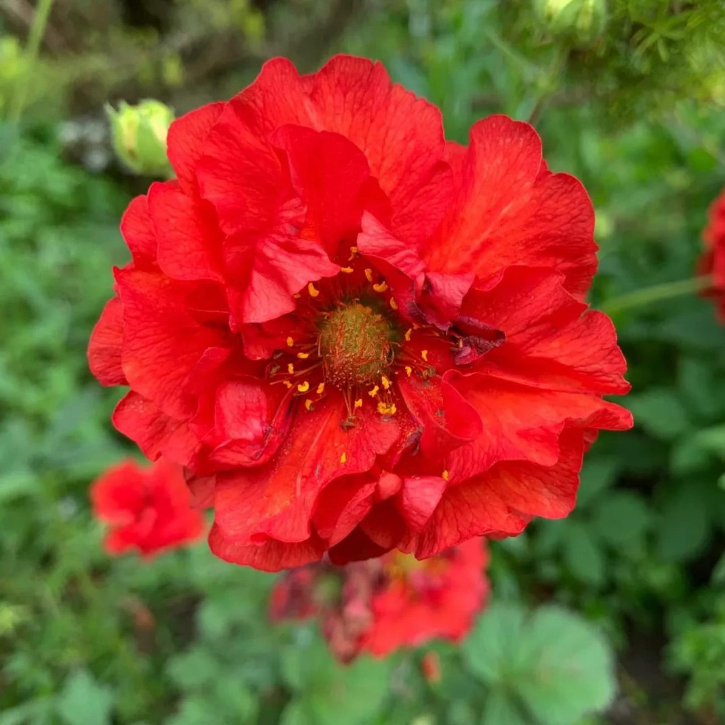 Double Bloody Mary Geum Flower Seeds