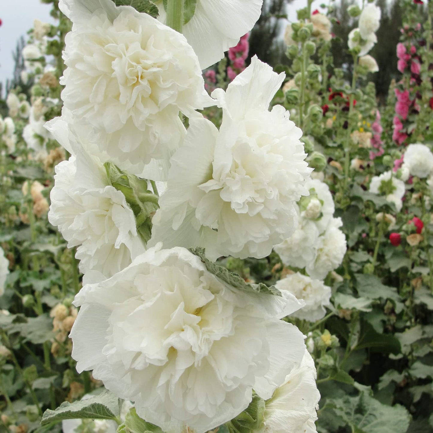 White Hollyhock Flower Seeds