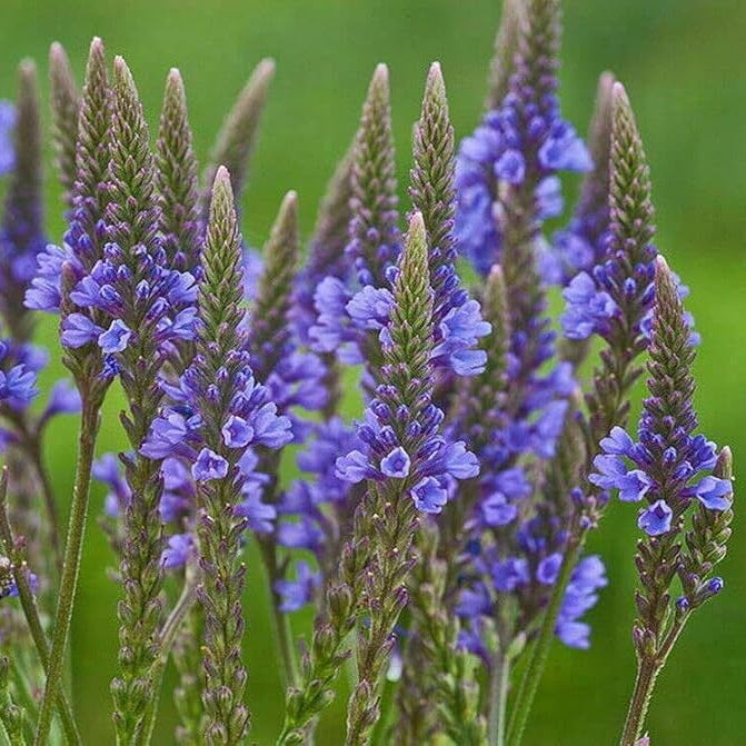 Vervain Herb Seeds