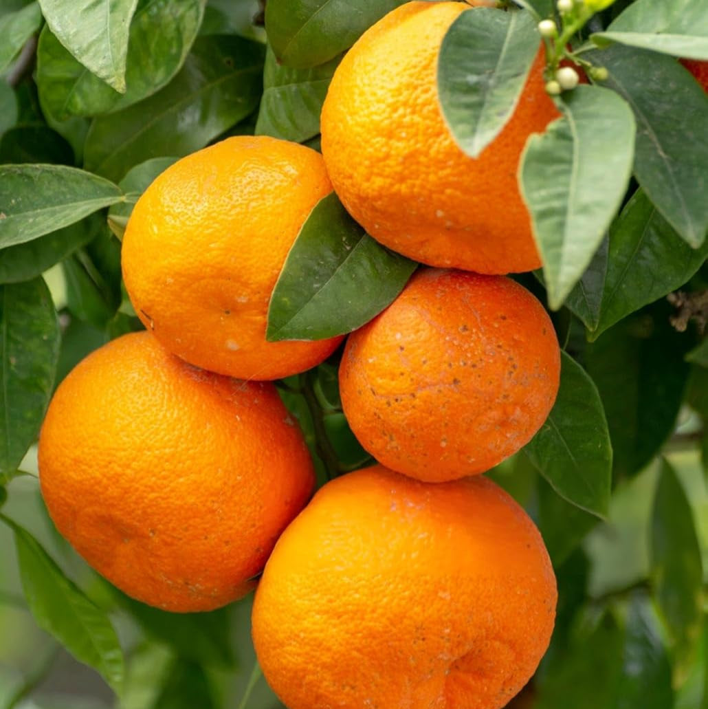 Dwarf Orange Fruit Seeds