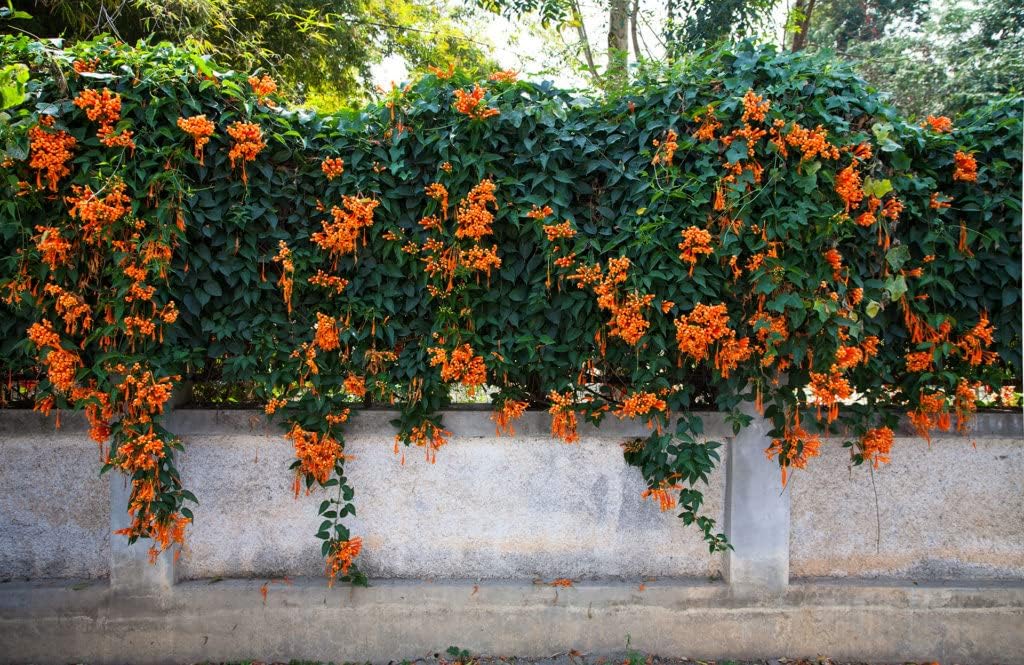 Orange Clematis Flower seeds for Planting Colorful Display Heirloom & GMO Free Seeds for Home Garden
Sale seeds for home garden planting
