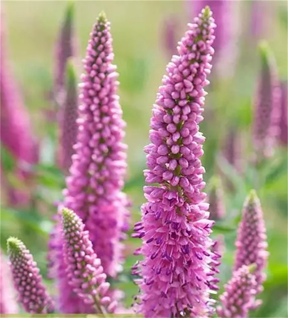 Pink Veronica Flower seeds for Planting - Vibrant Colors, Heirloom & GMO Free Seeds for Home Garden
Sale for planting in home garden.